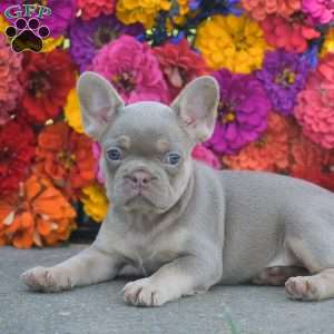 Cheyenne, French Bulldog Puppy