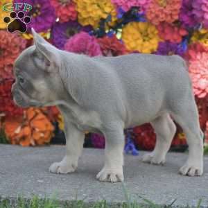 Cheyenne, French Bulldog Puppy