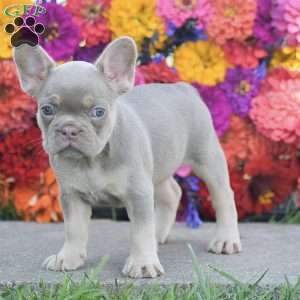 Cheyenne, French Bulldog Puppy