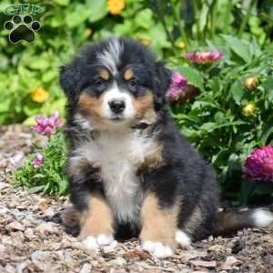 Bella, Bernese Mountain Dog Puppy