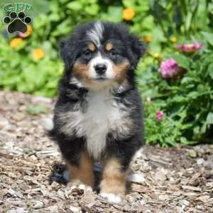 Bella, Bernese Mountain Dog Puppy