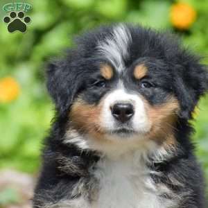 Bella, Bernese Mountain Dog Puppy