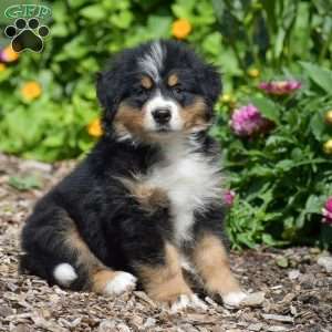 Bella, Bernese Mountain Dog Puppy