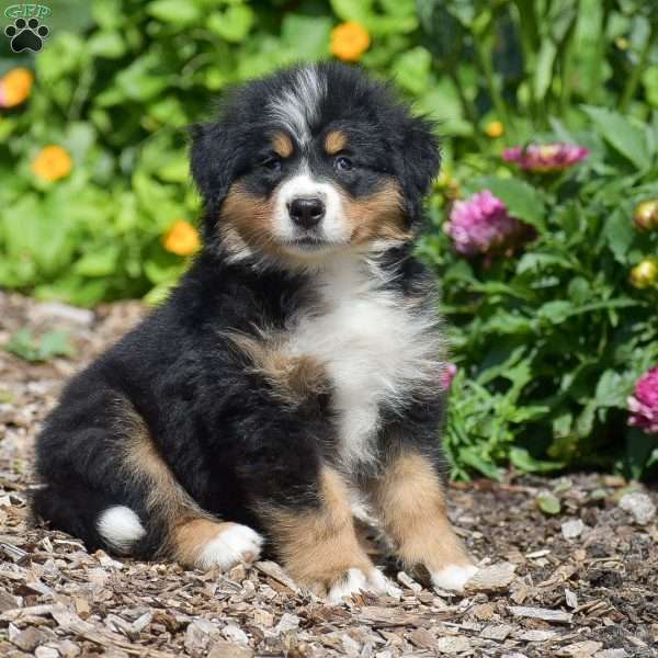 Bella, Bernese Mountain Dog Puppy