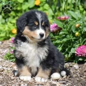 Buttercup, Bernese Mountain Dog Puppy