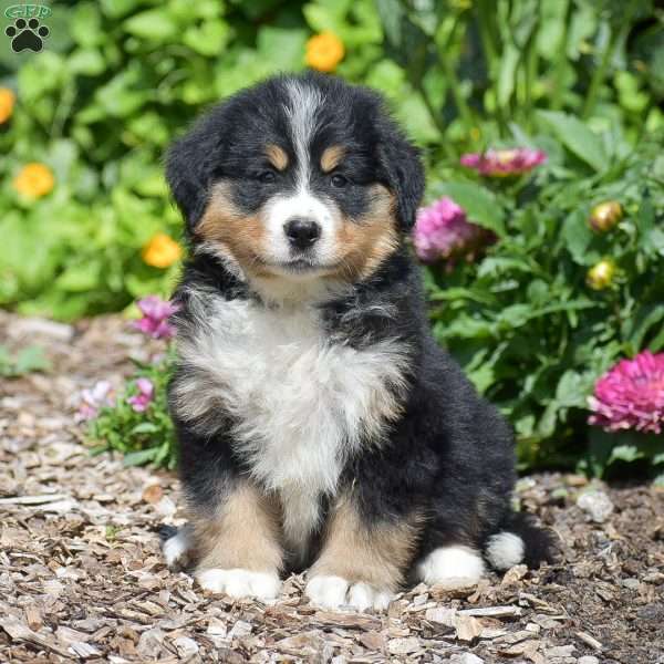 Buttercup, Bernese Mountain Dog Puppy