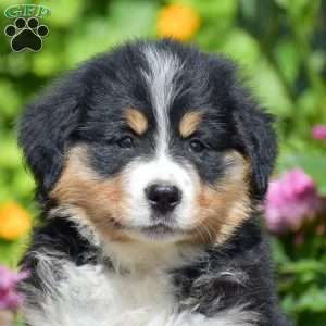 Buttercup, Bernese Mountain Dog Puppy