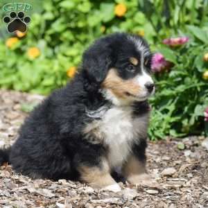 Buttercup, Bernese Mountain Dog Puppy