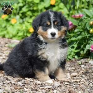 Buttercup, Bernese Mountain Dog Puppy