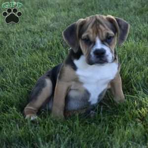 Marley, Beabull Puppy