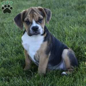 Marley, Beabull Puppy