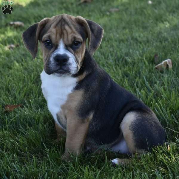 Marley, Beabull Puppy