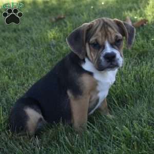 Marley, Beabull Puppy