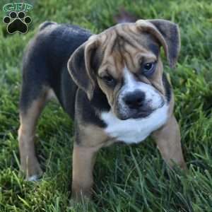 Marley, Beabull Puppy