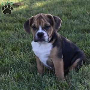 Marley, Beabull Puppy