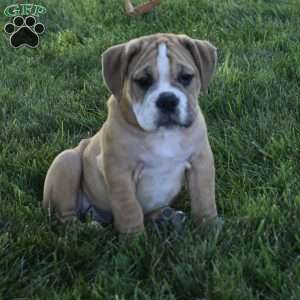 Molly, Beabull Puppy