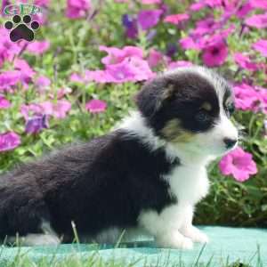 Julie, Pembroke Welsh Corgi Puppy