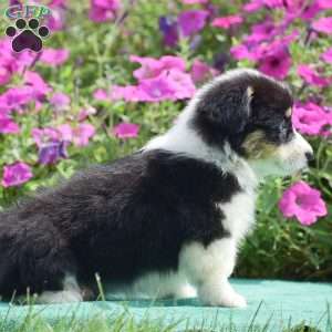 Julie, Pembroke Welsh Corgi Puppy