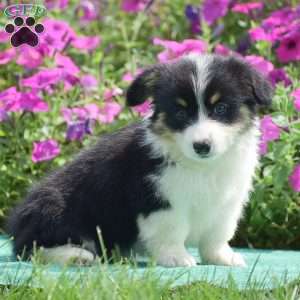 Julie, Pembroke Welsh Corgi Puppy
