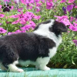 Julie, Pembroke Welsh Corgi Puppy