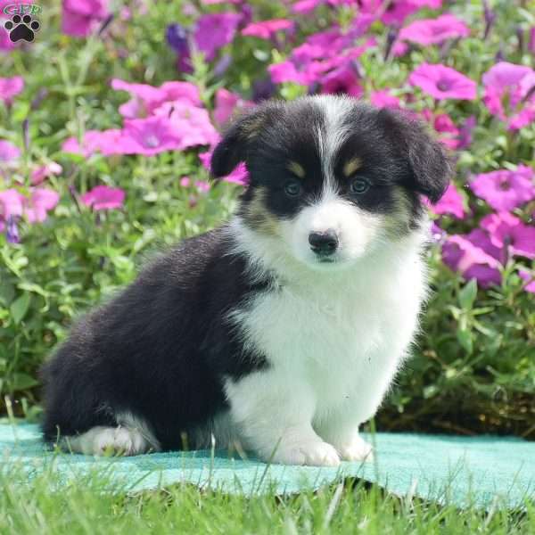 Julie, Pembroke Welsh Corgi Puppy