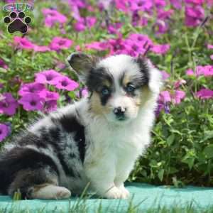 Jenna, Pembroke Welsh Corgi Puppy