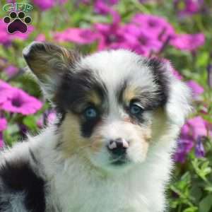 Jenna, Pembroke Welsh Corgi Puppy