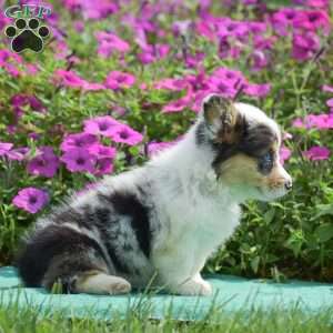 Jenna, Pembroke Welsh Corgi Puppy
