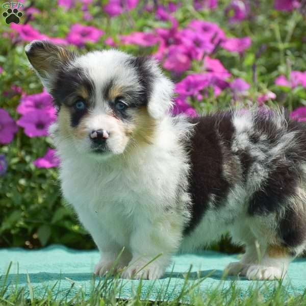 Jenna, Pembroke Welsh Corgi Puppy