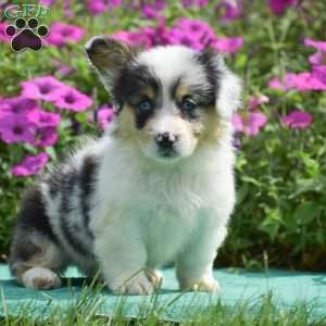 Jenna, Pembroke Welsh Corgi Puppy