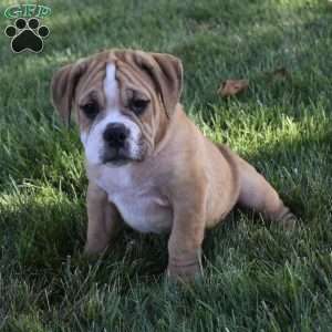 Molly, Beabull Puppy