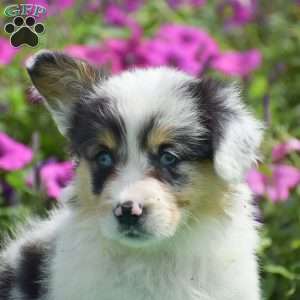 Jenna, Pembroke Welsh Corgi Puppy