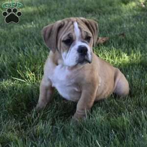 Molly, Beabull Puppy