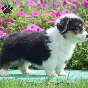 Jolene, Pembroke Welsh Corgi Puppy