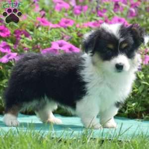 Jolene, Pembroke Welsh Corgi Puppy