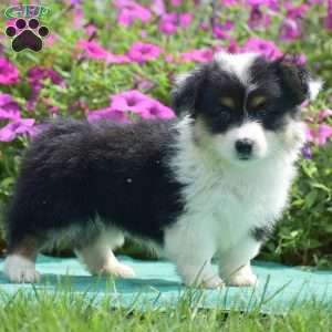 Jolene, Pembroke Welsh Corgi Puppy