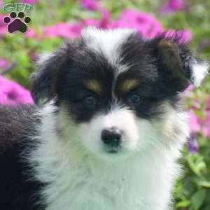 Jolene, Pembroke Welsh Corgi Puppy