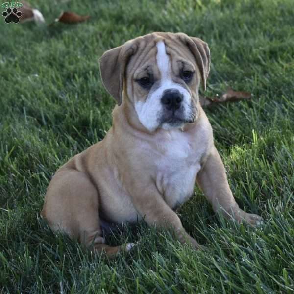 Molly, Beabull Puppy