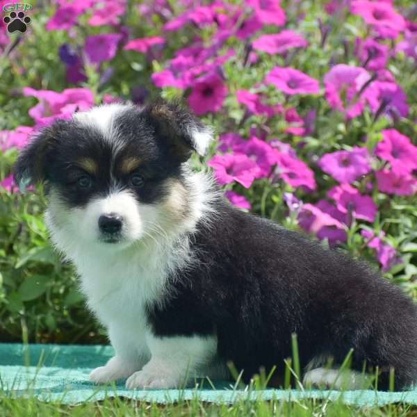 Jolene, Pembroke Welsh Corgi Puppy
