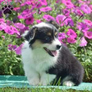 Jolene, Pembroke Welsh Corgi Puppy