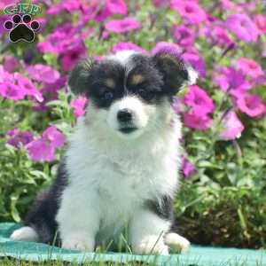 Jolene, Pembroke Welsh Corgi Puppy