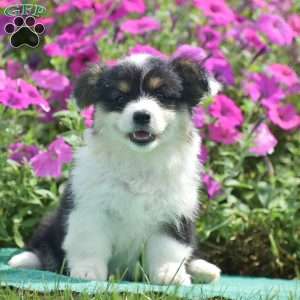 Jolene, Pembroke Welsh Corgi Puppy