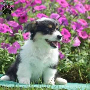 Jolene, Pembroke Welsh Corgi Puppy