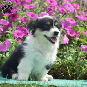 Jolene, Pembroke Welsh Corgi Puppy