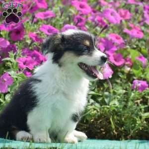 Jolene, Pembroke Welsh Corgi Puppy