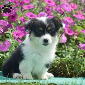 Jolene, Pembroke Welsh Corgi Puppy