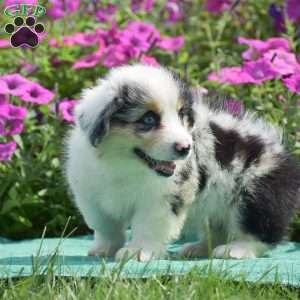 Jacob, Pembroke Welsh Corgi Puppy