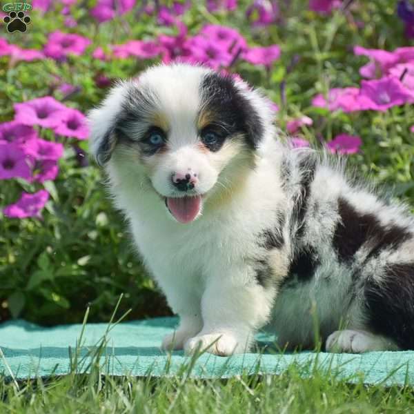 Jacob, Pembroke Welsh Corgi Puppy