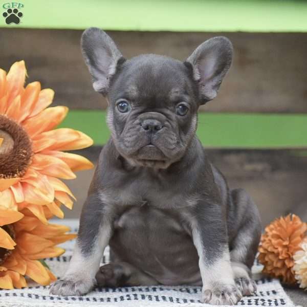 Pansy, French Bulldog Puppy