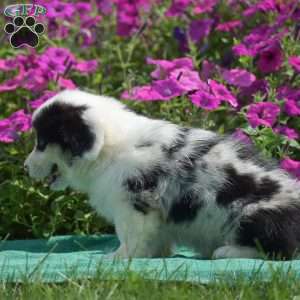 Jacob, Pembroke Welsh Corgi Puppy